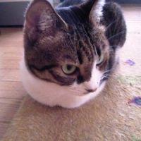 nekoyasiki 会員画像