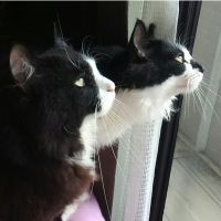 ネコばぁば 会員画像