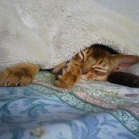 こんにゃくゼリー 会員画像