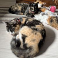 あらいですさん