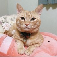 はなのののさん
