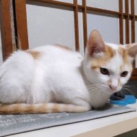 土佐鶴さん