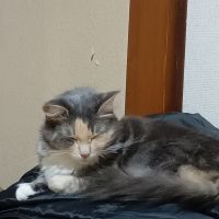 ねこねこ23155さん