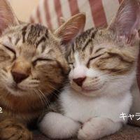 しっぽのえんむすび 会員画像