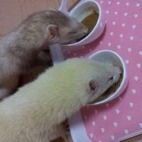 めろくま 会員画像