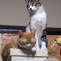 むさぽんた 会員画像