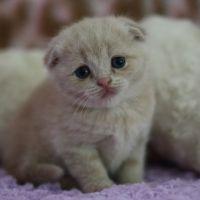 TKたけにゃん 会員画像