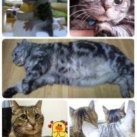 せなちょこれお 会員画像