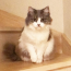 kitten