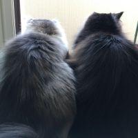 たいやきとおやき 会員画像