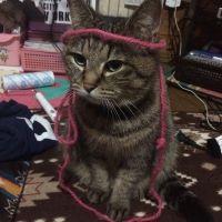 ゆいP 会員画像