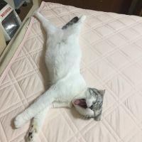猫さとし 会員画像