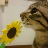ちと丸 会員画像