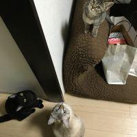 みゅうねこM 会員画像