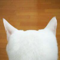 820 会員画像