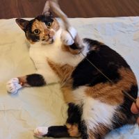 ひよこまめ1013 会員画像