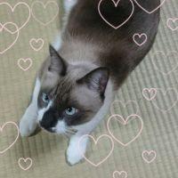 asa1027mik 会員画像