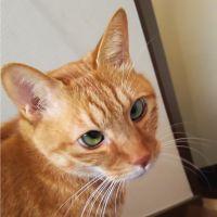 猫のミー君 会員画像