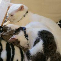 シロイタチ 会員画像