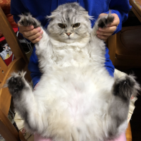 フラムさん