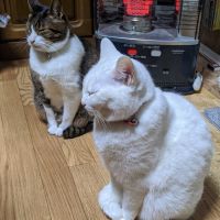 はむころ 会員画像