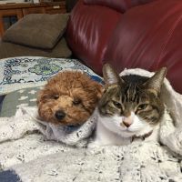 ランディちゃん 会員画像