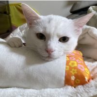 はくちゃんまま 会員画像