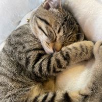 むぎまる10 会員画像