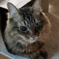 仔猫&子犬 会員画像
