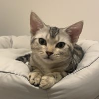 もちもちうさぎ 会員画像