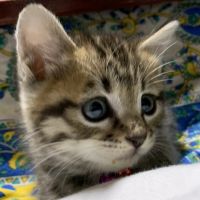 ハナタロちゃん 会員画像