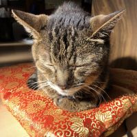 かぼたろう 会員画像