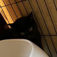 黒やぎさん