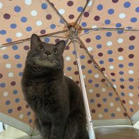 きゃぬこ 会員画像