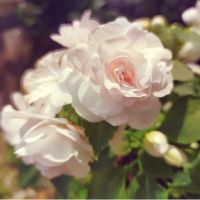 カヨル 会員画像