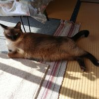 あおあんそらきなむんさん