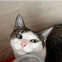 ネコノタロウ 会員画像