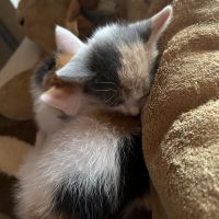 ゆずねこ。 会員画像