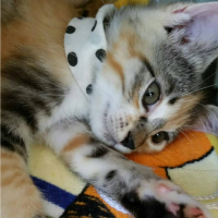 らんのおうち