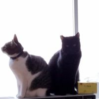 天パの猫好さん