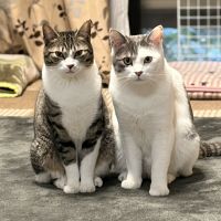しずかあきさん