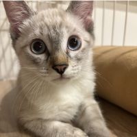 かりん島さん