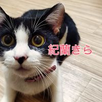にゃんちゅーラブさん
