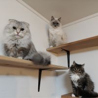 猫毛まみれさん
