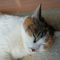 ひまぷちさん