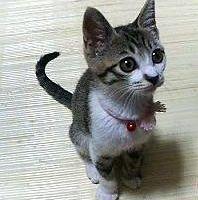 いわいや 会員画像