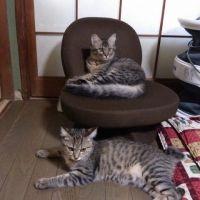 会員画像