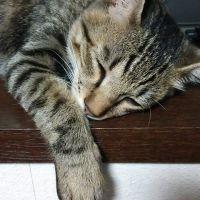 まことちゃん 会員画像