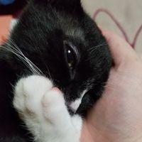 なごみねこさん