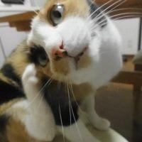 トラとコジロウ 会員画像